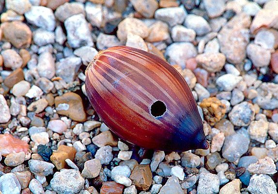 Photograph of an acorn with an insect bore hole.