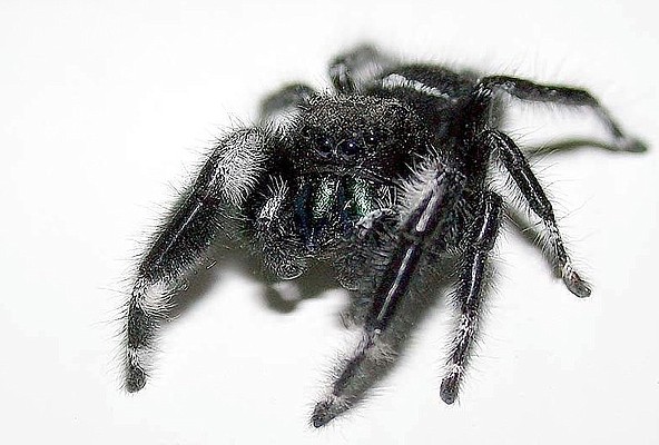 Photograph of a black jumping spider.