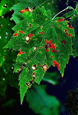 Photograph of box elder leaf in early autumn color.