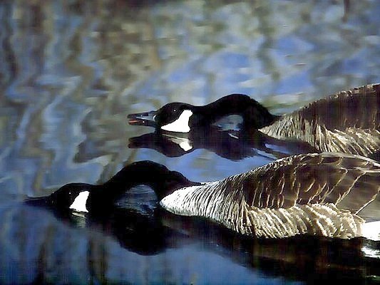 Photograph of a pair of Canada geese.