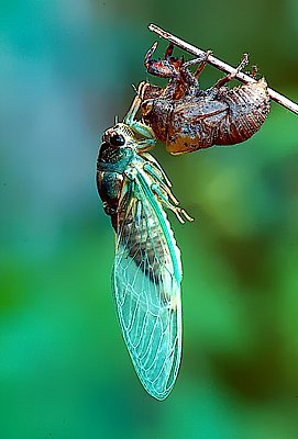 Photograph of a newly emerged periodical cicada.