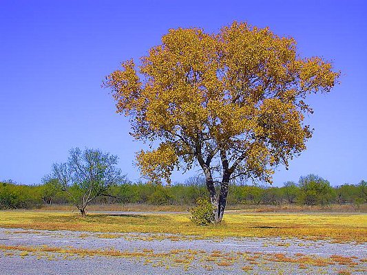 Photograph of a cottonwood tree in autumn color.