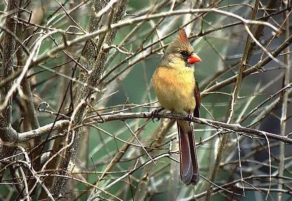 Photograph of a female cardinal.