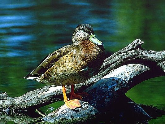 Photograph of a female mallard duck.