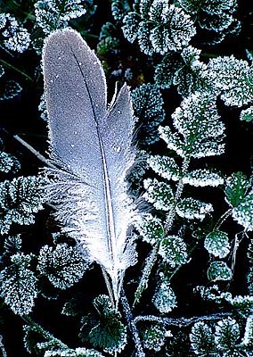 Photograph of a feather fringed with frost.