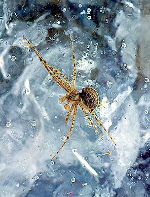 Photograph of a spider frozen in pond ice.