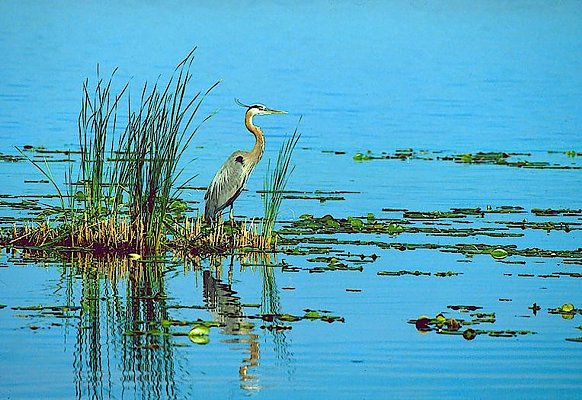 Photograph of a great blue heron.