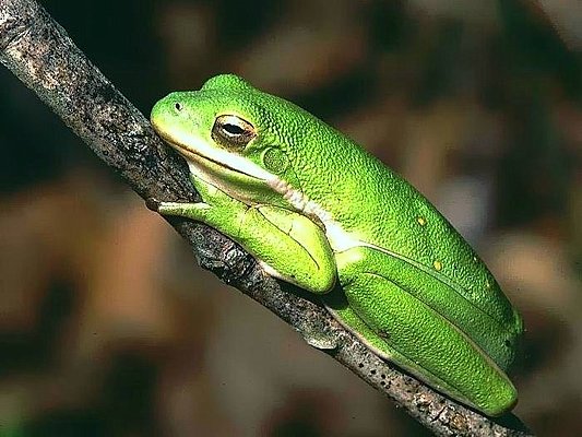 Photograph of a green treefrog.