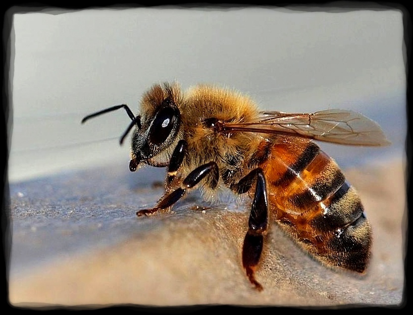 Photograph picture of honey bee. Macro photo of a honey bee. by Sharen Griffin.