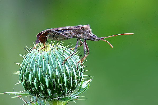 Picture of a leaf footed bug - Tandy Hills, Texas.