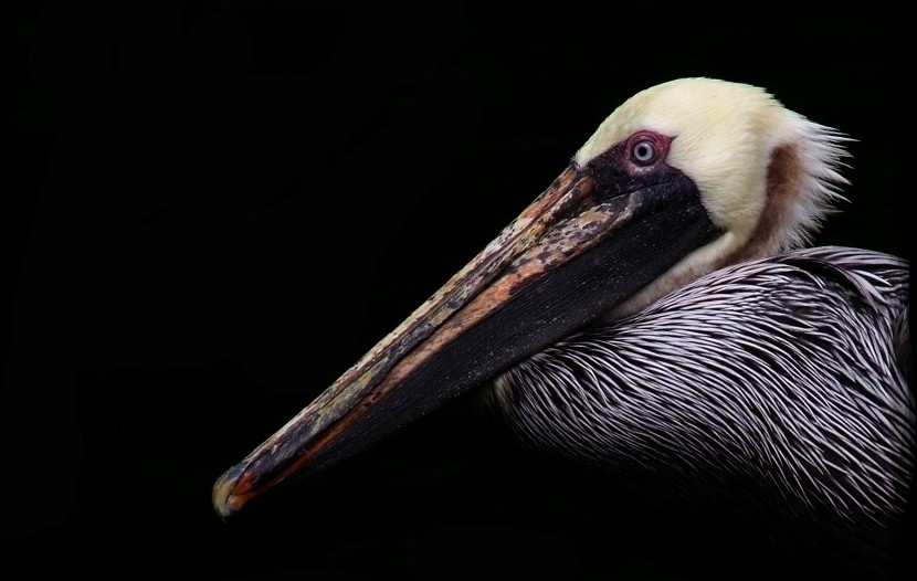 Photo of a brown pelican. Portrait photograph of brown pelican.