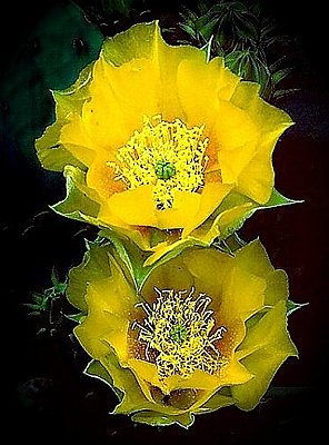 Picture of prickly pear cactus flowers.