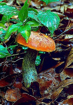 Picture of a boletus mushroom in the rain.