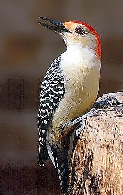 Picture of a red bellied woodpecker.