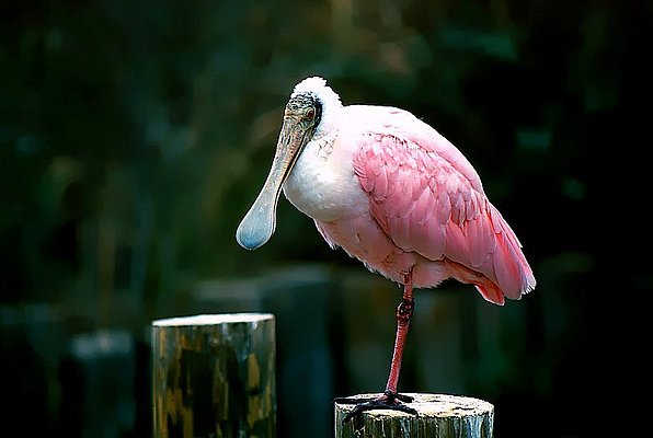 Picture of a Roseate spoonbill.