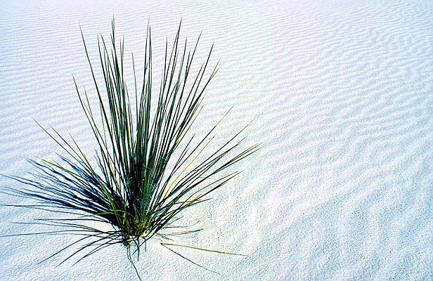 Picture of White Sands National Monument, New Mexico.