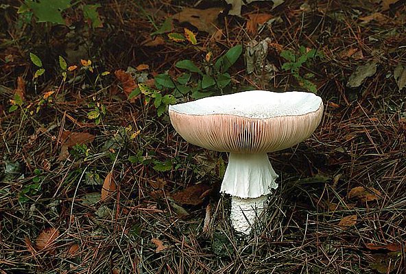 Picture of a single mushroom. Buffalo River, Arkansas.