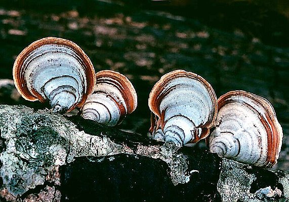 Picture of a turkey tail fungi.