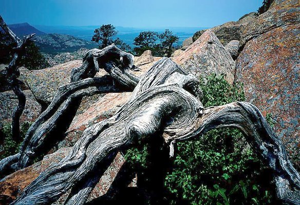 Picture of twisted wood and rocks - Wichita Mountains, Oklahoma.