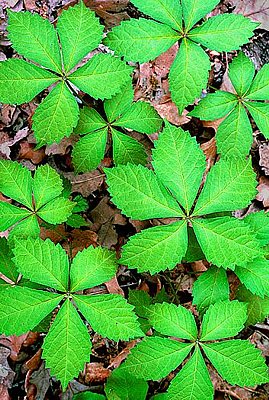 Picture of Virginia Creeper Leaves.