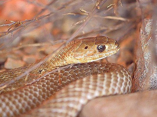 Picture of a western coachwhip snake. Arizona.