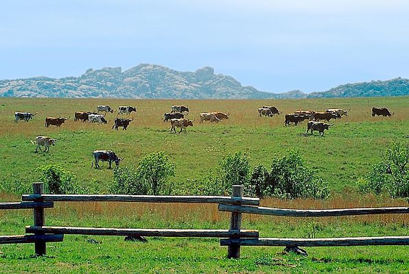 Picture of the longhorn herd at the Wichita Mountain National Wildlife Refuge, Oklahoma