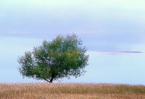 Picture of a black willow tree at LBJ nNational Grasslands. Canon A2, 100-300mm lens.
