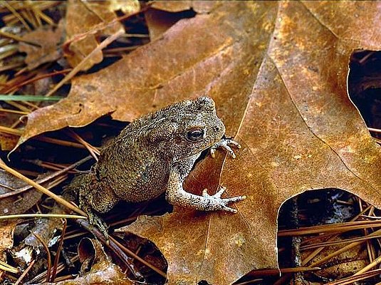 Picture of a Woodhouse's toad at the Ouachita National Forest, Oklahoma.