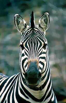 Picture of zebra.